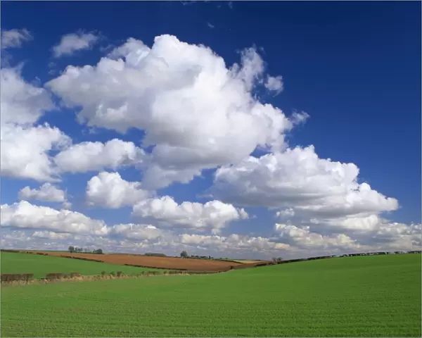 Agricultural landscape of fields and blue sky with white clouds in Lincolnshire