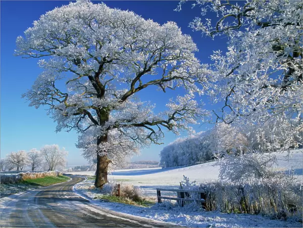 Frosted tree at roadside and rural winter scene, Lincolnshire, England