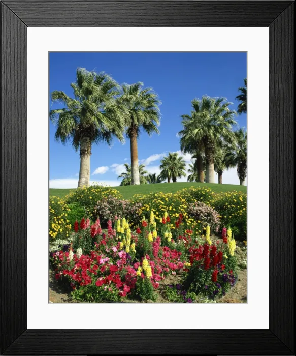 Framed Print : Petunias and antirrhinum flowers with palm trees in the background, at Desert Palm Springs Framed Print : Petunias and antirrhinum flowers with palm trees in the background, at Desert Palm Springs