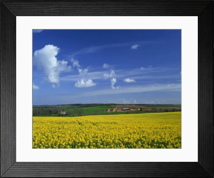 Framed Print : Rape seed field, Lincolnshire, England, United Kingdom, Europe Framed Print : Rape seed field, Lincolnshire, England, United Kingdom, Europe