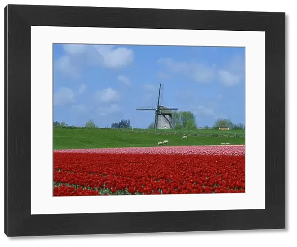 Field of tulips with grazing sheep and a windmill in the background, near Amsterdam