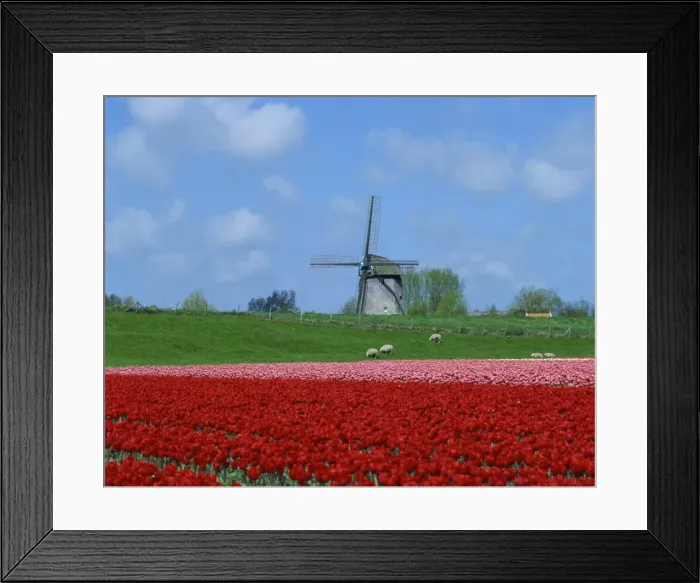 Framed Print : Field of tulips with grazing sheep and a windmill in the background, near Amsterdam Framed Print : Field of tulips with grazing sheep and a windmill in the background, near Amsterdam