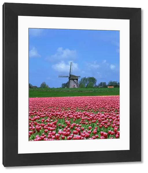 Field of tulips in front of a windmill near Amsterdam, Holland, Europe