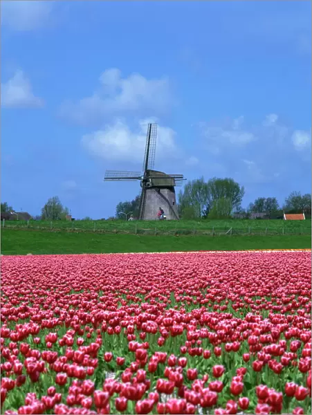 Field of tulips in front of a windmill near Amsterdam, Holland, Europe