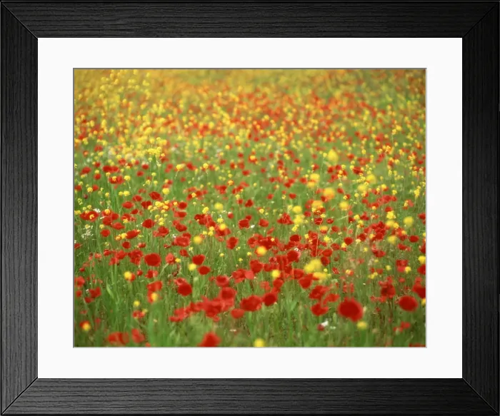 Framed Print : Wild flowers including poppies in a field in Majorca, Balearic Islands, Spain, Europe Framed Print : Wild flowers including poppies in a field in Majorca, Balearic Islands, Spain, Europe