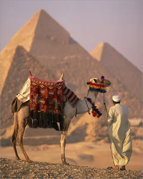 Camel with woven saddle cloth being led towards pyramids by man in white robe in the evening