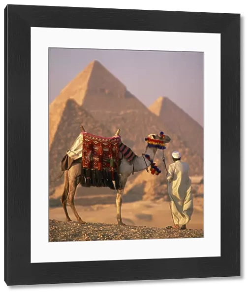Camel with woven saddle cloth being led towards pyramids by man in white robe in the evening