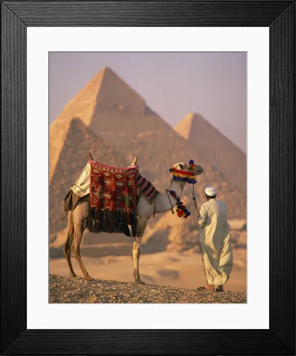 Framed Print : Camel with woven saddle cloth being led towards pyramids by man in white robe in the evening