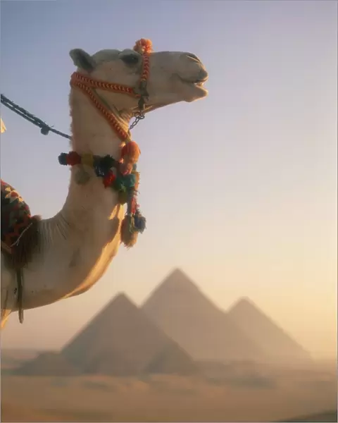 Close-up of a camel before the Pyramids at Giza, Cairo, Egypt, North Africa, Africa