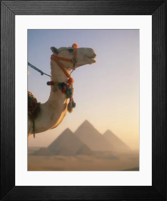 Framed Print : Close-up of a camel before the Pyramids at Giza, Cairo, Egypt, North Africa, Africa Framed Print : Close-up of a camel before the Pyramids at Giza, Cairo, Egypt, North Africa, Africa
