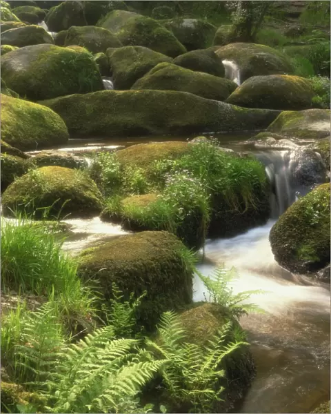 Mountain stream cascades over rocks covered with mosses, ferns and flowers in Scotland