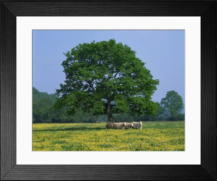 Framed Print : Agricultural landscape of cows beneath an oak tree in a field of buttercups in England Framed Print : Agricultural landscape of cows beneath an oak tree in a field of buttercups in England
