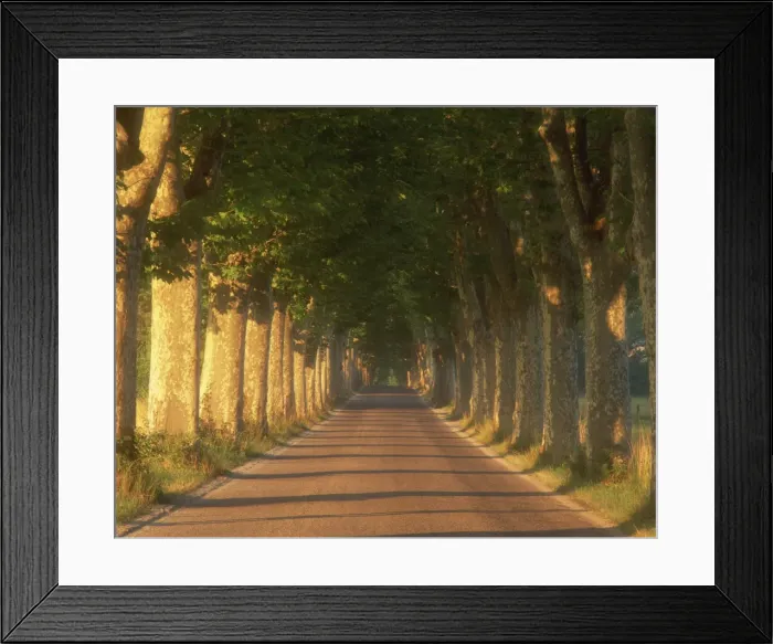 Framed Print : Tree lined road, Provence, France, Europe Framed Print : Tree lined road, Provence, France, Europe