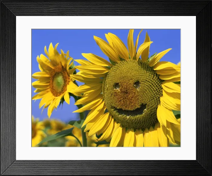 Framed Print : Smiling sunflower Framed Print : Smiling sunflower