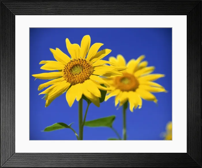 Framed Print : Close-up of sunflower in a field of flowers Framed Print : Close-up of sunflower in a field of flowers