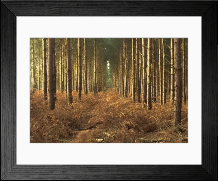 Framed Print : Pine trees in rows in morning light, Norfolk wood, Norfolk, England, United Kingdom Framed Print : Pine trees in rows in morning light, Norfolk wood, Norfolk, England, United Kingdom