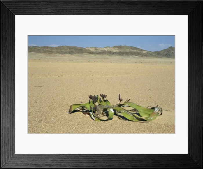 Framed Print : Welwitschia mirabilis plant, Namib-Naukluft National Park, Namibia, Africa Framed Print : Welwitschia mirabilis plant, Namib-Naukluft National Park, Namibia, Africa