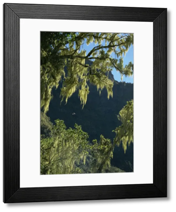 Framed Print : Moss covered trees, Plaine des Fraises, Cirque de Cilaos, Reunion, Africa Framed Print : Moss covered trees, Plaine des Fraises, Cirque de Cilaos, Reunion, Africa