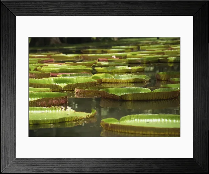 Framed Print : Giant water lilies, Botanical Gardens, Pamplemousses, Mauritius, Africa Framed Print : Giant water lilies, Botanical Gardens, Pamplemousses, Mauritius, Africa