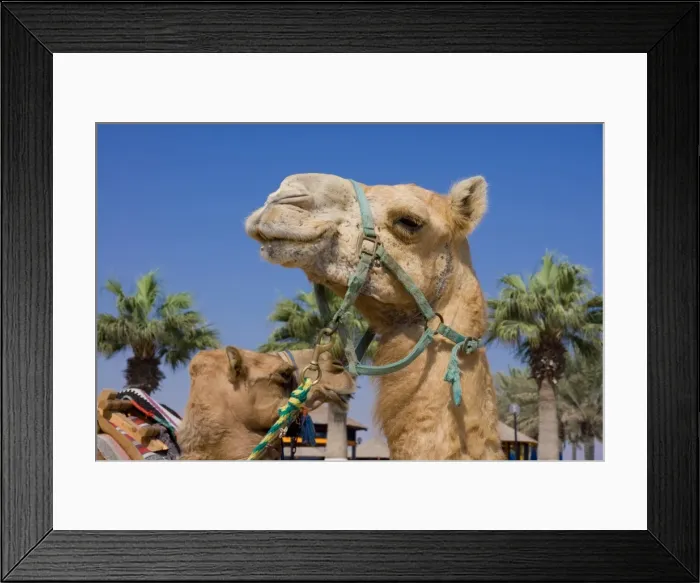 Framed Print : Camel, Sealine Beach Resort, Qatar, Middle East Framed Print : Camel, Sealine Beach Resort, Qatar, Middle East