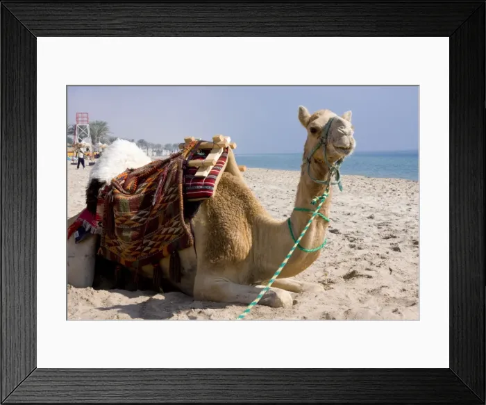 Framed Print : Camel, Sealine Beach Resort, Qatar, Middle East Framed Print : Camel, Sealine Beach Resort, Qatar, Middle East