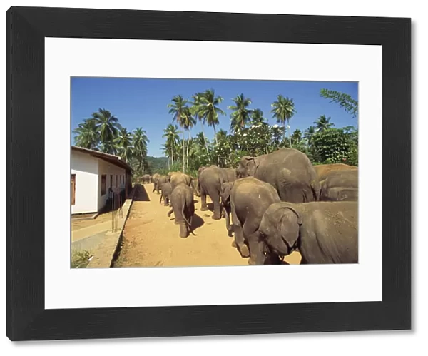 Elephant Orphanage, Pinnawala, Sri Lanka, Asia