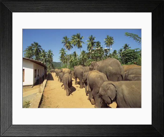 Framed Print : Elephant Orphanage, Pinnawala, Sri Lanka, Asia Framed Print : Elephant Orphanage, Pinnawala, Sri Lanka, Asia
