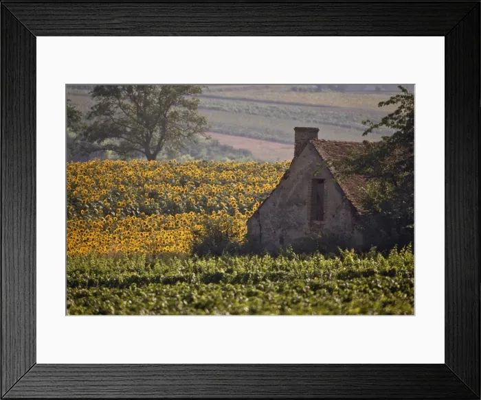 Framed Print : Old farm building among sunflowers and vineyard, St. -Pourcain-sur-Sioule Framed Print : Old farm building among sunflowers and vineyard, St. -Pourcain-sur-Sioule