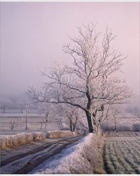 Thick frost on trees, Nottinghamshire, England, United Kingdom, Europe