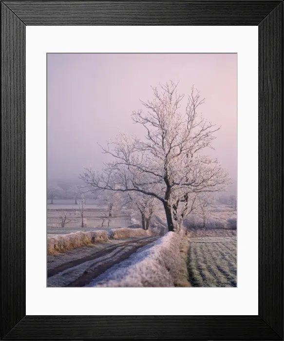 Framed Print : Thick frost on trees, Nottinghamshire, England, United Kingdom, Europe Framed Print : Thick frost on trees, Nottinghamshire, England, United Kingdom, Europe