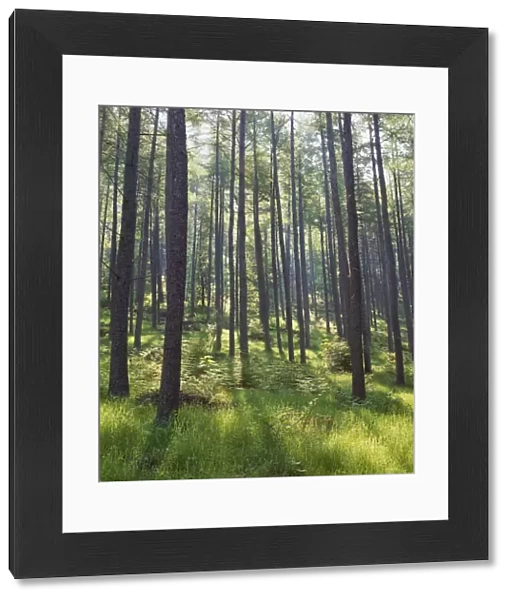 Pine trees in Great Wood, Borrowdale, Lake District, Cumbria, England, United Kingdom