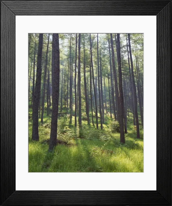 Framed Print : Pine trees in Great Wood, Borrowdale, Lake District, Cumbria, England, United Kingdom Framed Print : Pine trees in Great Wood, Borrowdale, Lake District, Cumbria, England, United Kingdom