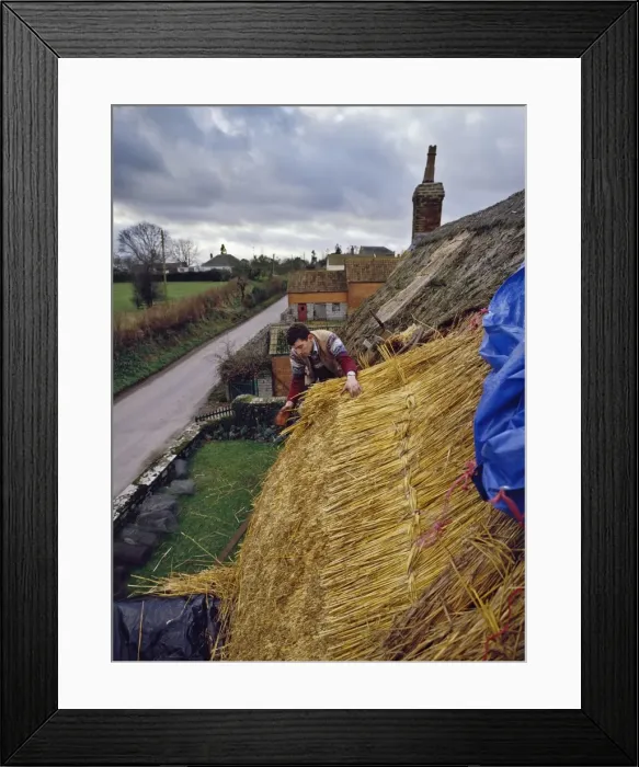 Framed Print : Thatching a cottage at Stoke St. Gregory, Somerset, England, United Kingdom, Europe Framed Print : Thatching a cottage at Stoke St. Gregory, Somerset, England, United Kingdom, Europe