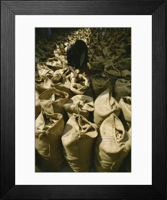 Framed Print : Hessian bags full of stem ginger, Cochin, Kerala state, India, Asia Framed Print : Hessian bags full of stem ginger, Cochin, Kerala state, India, Asia