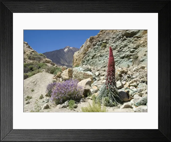 Framed Print : Red vipers bugloss (Echium wildpretii), with Pico de Teide in background Framed Print : Red vipers bugloss (Echium wildpretii), with Pico de Teide in background