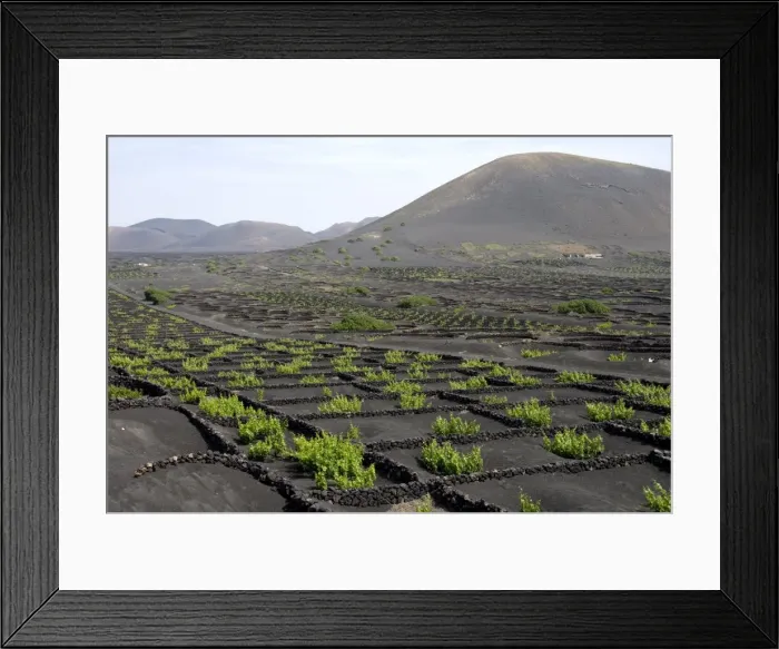 Framed Print : Vineyards of La Geria on volcanic ash of 1730s eruptions, Lanzarote, Canary Islands Framed Print : Vineyards of La Geria on volcanic ash of 1730s eruptions, Lanzarote, Canary Islands