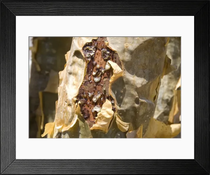 Framed Print : Frankincense, the resin seeping out into a cut in the trees bark, Dhofar Mountains Framed Print : Frankincense, the resin seeping out into a cut in the trees bark, Dhofar Mountains