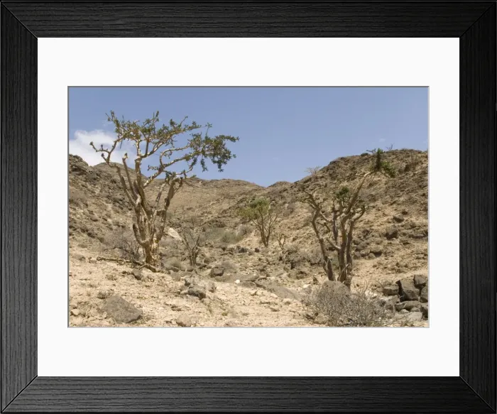 Framed Print : Frankincense trees growing wild on the limestone hillsides, Dhofar Mountains Framed Print : Frankincense trees growing wild on the limestone hillsides, Dhofar Mountains
