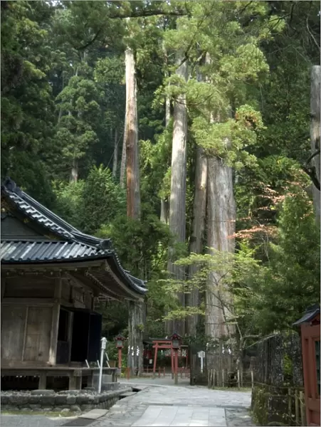 Cedar trees at Futarasan Shinto Shrine, Nikko Temples, UNESCO World Heritage Site