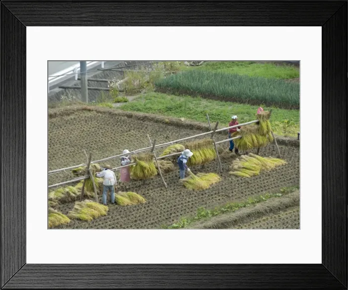 Framed Print : Rice harvest, hanging out cut rice to dry, Hiraizumi, Iwate-ken, northern Honshu Framed Print : Rice harvest, hanging out cut rice to dry, Hiraizumi, Iwate-ken, northern Honshu