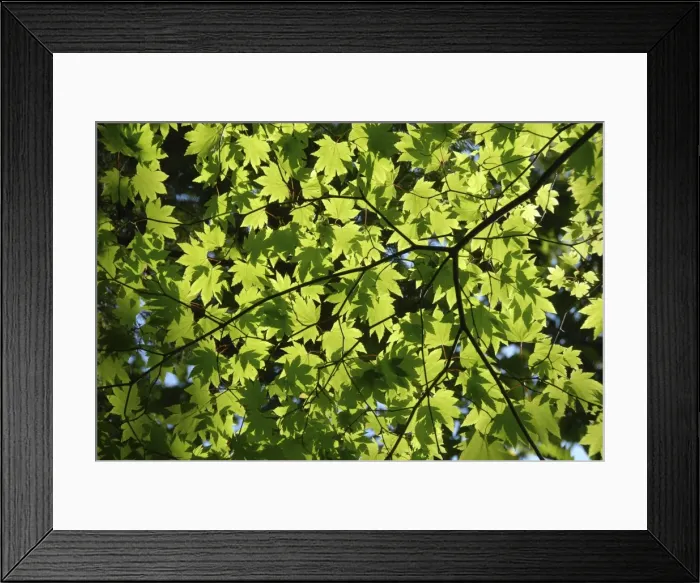 Framed Print : Japanese maple in summer colours, Kussharo caldera lake, Akan National Park Framed Print : Japanese maple in summer colours, Kussharo caldera lake, Akan National Park