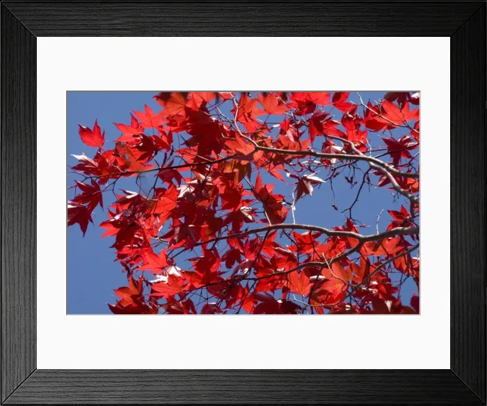 Framed Print : Japanese maple in autumn, Akan National Park, Hokkaido, Japan Framed Print : Japanese maple in autumn, Akan National Park, Hokkaido, Japan