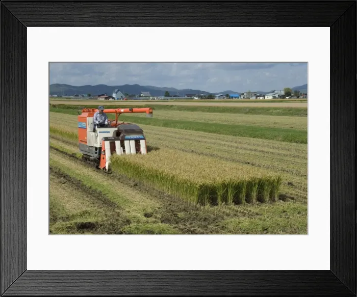 Framed Print : Rice harvest with mini-combine-harvester, Furano valley, central Hokkaido, Japan, Asia