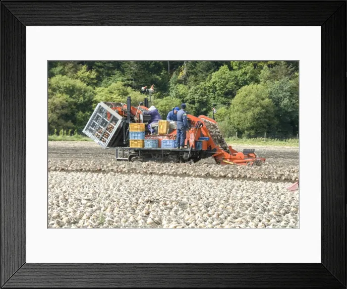Framed Print : Onion harvest in Furano valley, central Hokkaido, Japan, Asia Framed Print : Onion harvest in Furano valley, central Hokkaido, Japan, Asia