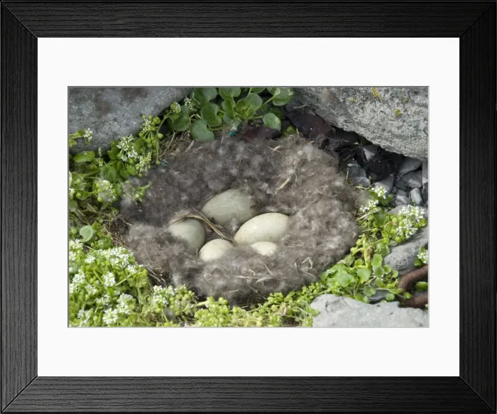 Framed Print : Eider duck eggs in nest made of eider down, Vigur Island, Isafjordur, Iceland Framed Print : Eider duck eggs in nest made of eider down, Vigur Island, Isafjordur, Iceland