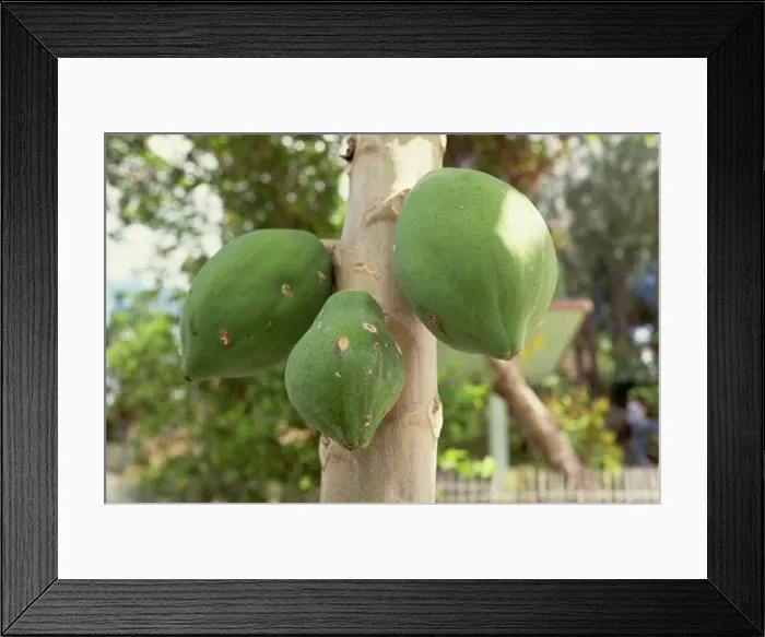 Framed Print : Papaya fruit on tree, Bohol, Philippines, Southeast Asia, Asia Framed Print : Papaya fruit on tree, Bohol, Philippines, Southeast Asia, Asia