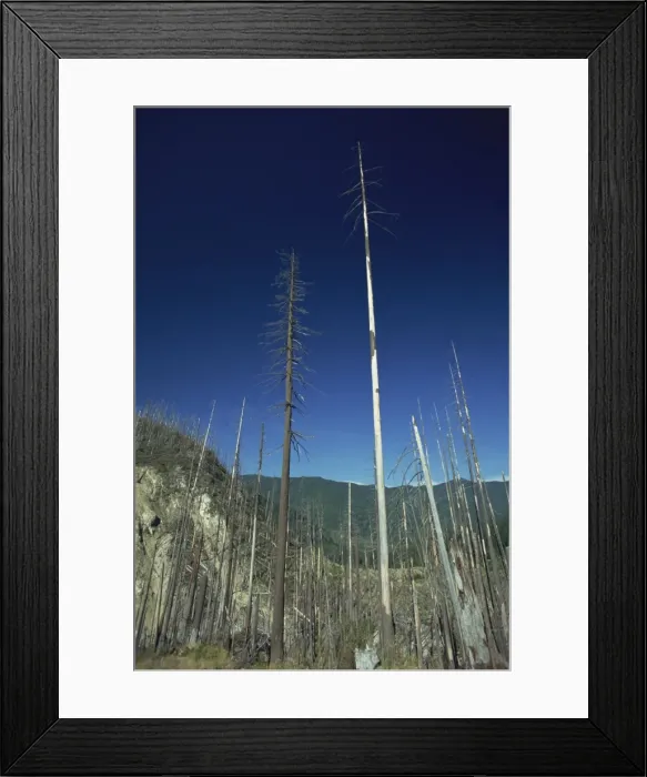 Framed Print : Forest north of Mount St. Helens National Volcanic Monument, damaged by the eruption of 1980 Framed Print : Forest north of Mount St. Helens National Volcanic Monument, damaged by the eruption of 1980