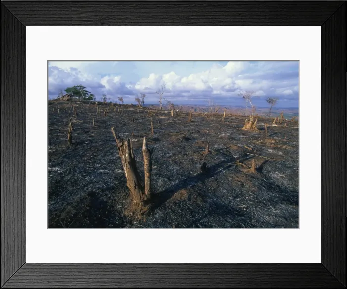 Framed Print : The aftermath of traditional slash and burn on hilltop near Kuta, south coast Framed Print : The aftermath of traditional slash and burn on hilltop near Kuta, south coast
