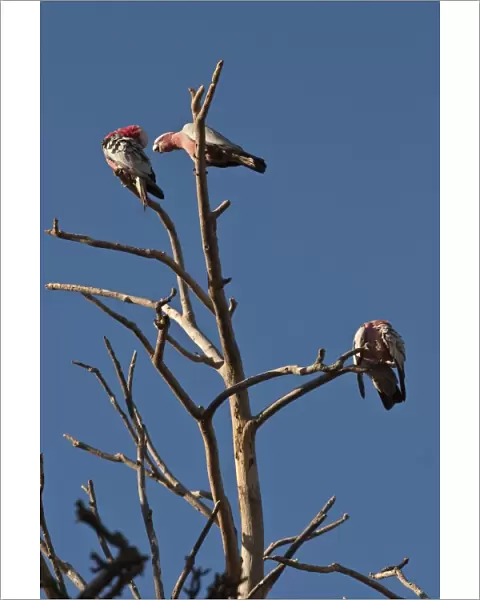 Three galahs or rose-breasted cockatoos (Eolophus roseicapilla), in a tree south of Perth