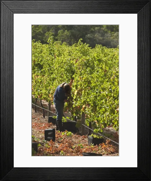 Framed Print : Grape pickers at a winery vineyard in the famous wine growing region of Margaret River Framed Print : Grape pickers at a winery vineyard in the famous wine growing region of Margaret River
